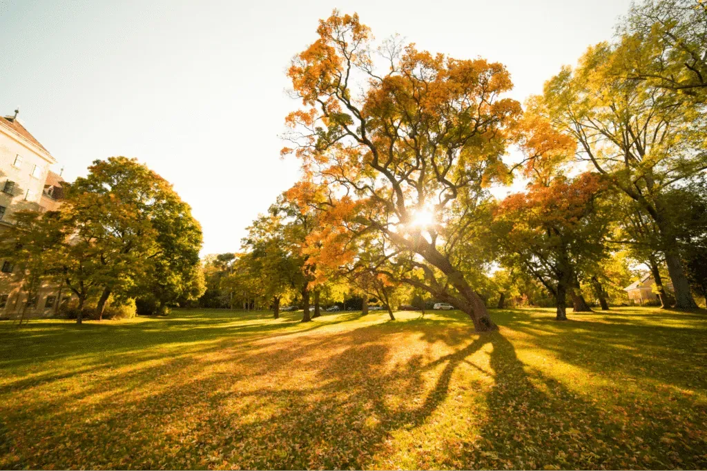 Autumn sunlight filters through active trees in a serene park scene.
