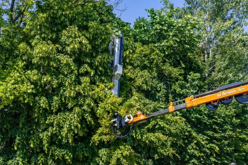 Tree trimming equipment reaches high branches in a lush green landscape.